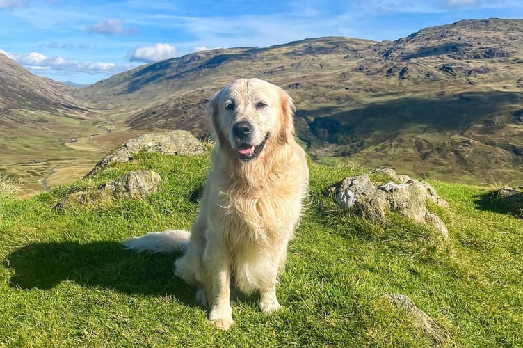 Follow Max’s journey on Instagram by searching ‘team__maximus’.