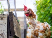 RSPCA hopes Government will crack under pressure over caged hens