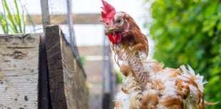 RSPCA hopes Government will crack under pressure over caged hens