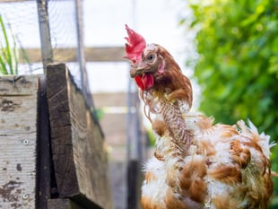 RSPCA hopes Government will crack under pressure over caged hens
