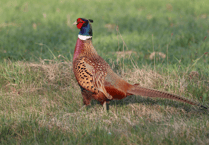 Pheasant link to Lyme disease, new study reveals