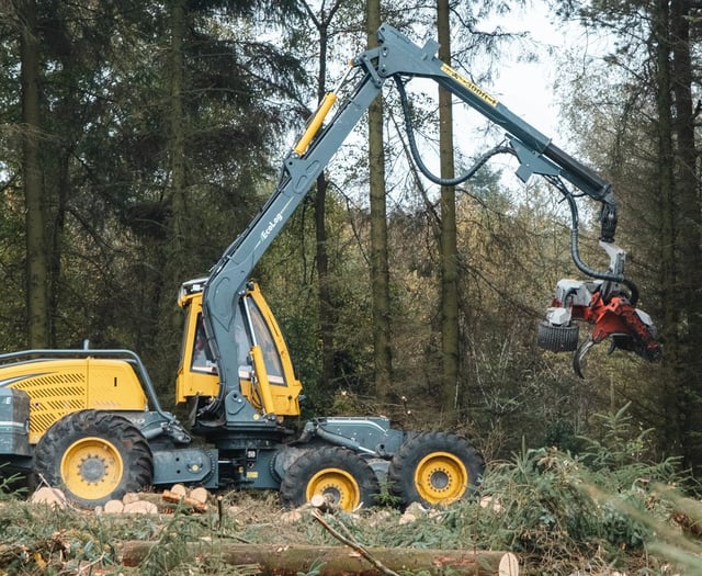 Timber harvesting begins at Bellever Forest