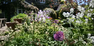 Dartmoor village stages open gardens event