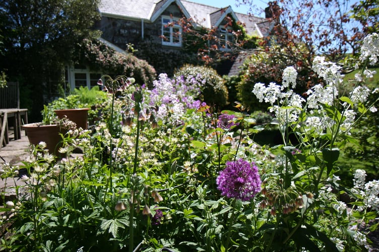 Greystone garden is one which is opening for Sheepstor's open gardens event