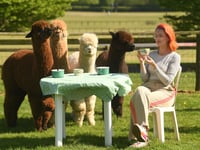 Devon County Show launches Alpaca Café for 2025