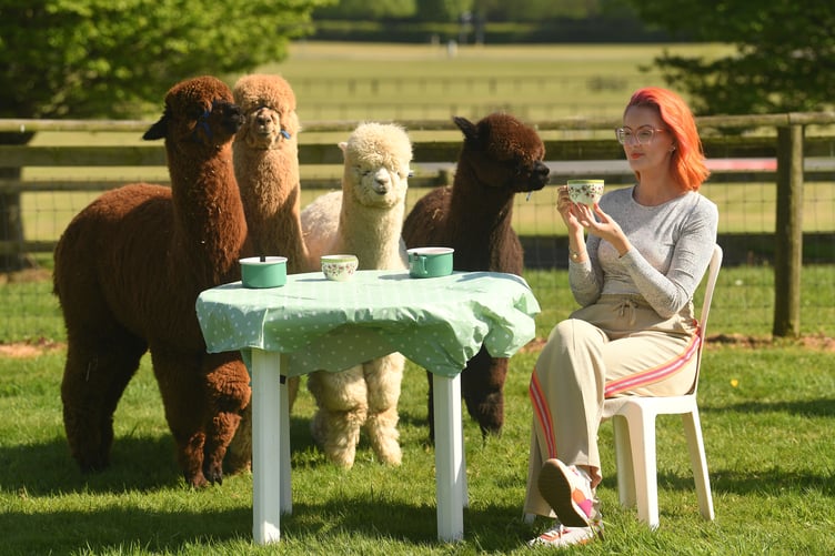 Furry Peaceful: Melissa Pretty enjoys the friendly and inquisitive company of Ron, Hagrid, Sirius and Alby from Lakemoor Alpacas who are bringing their calming influence to the Devon County Show with a unique cafe experience beginning on the 15th May for three days.
Twice a day, at 11am and 3pm, the alpaca ring will transform into a cafe complete with patio tables and chairs, accommodating up to 24 lucky guests per session, invited to to feed them nuts and carrots, while basking in their gentle companyâand the experience can be captured on camera with selfies galore. ©Russell Sach - 0771 882 6138