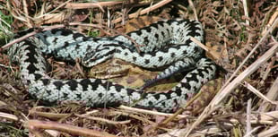 Warning for dog walkers as adder mating season arrives