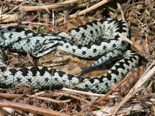 Warning for dog walkers as adder mating season arrives