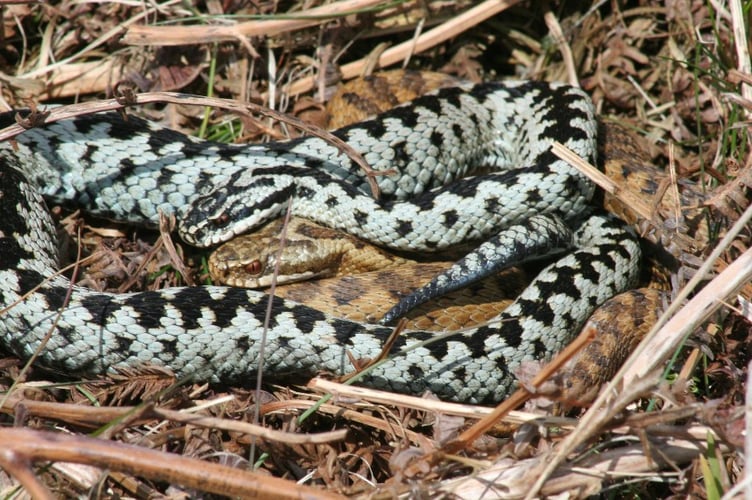 It is spring mating season for adders.