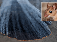 Dartmoor fire will be devastating for wildlife