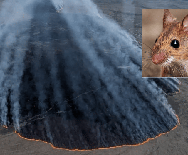 Dartmoor fire will be devastating for wildlife