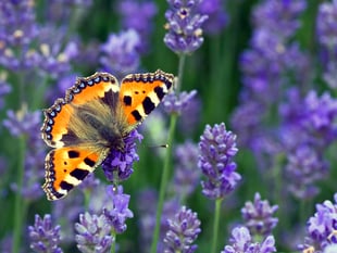 Join the big butterfly count