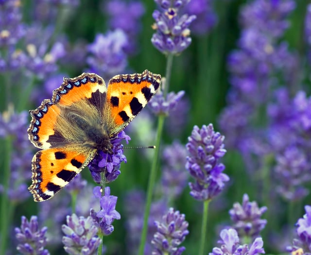 Join the big butterfly count