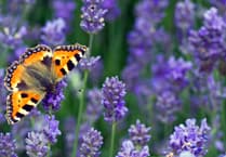 Help save butterflies: join the count