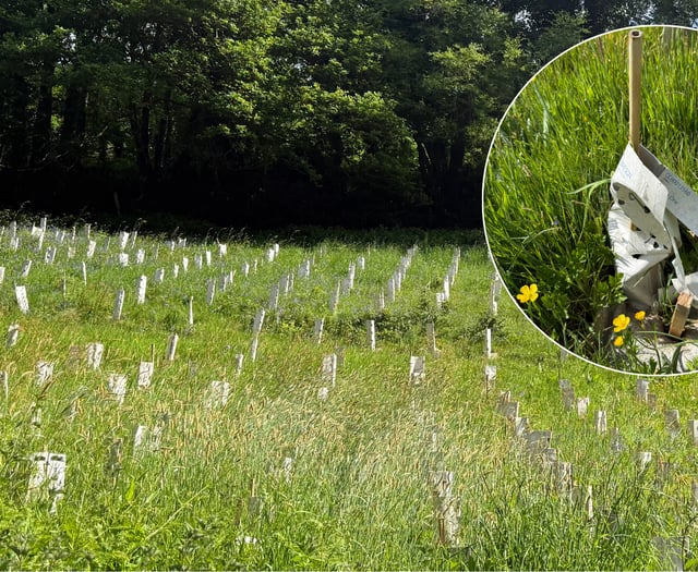 Outrage over neglected tree project 