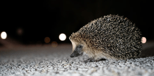 New campaign urges gardeners to create wild patches for hedgehogs