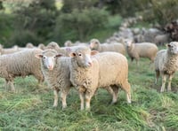 Police warning after sheep stolen