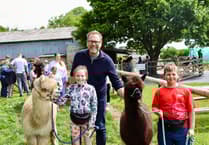 Half-term alpaca fun at Woolley Animals