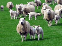 Owners urged to keep dogs away from moor lambs