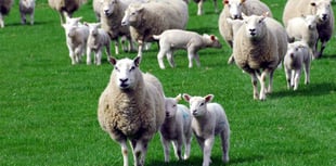Owners urged to keep dogs away from moor lambs
