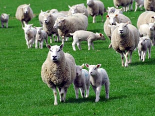 Owners urged to keep dogs away from moor lambs
