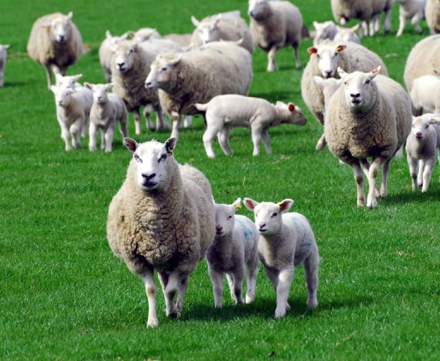 Owners urged to keep dogs away from moor lambs