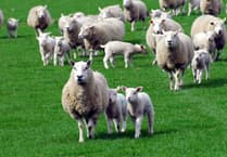Owners urged to keep dogs away from Dartmoor lambs