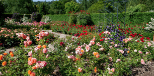 Festival of Roses at RHS Rosemoor