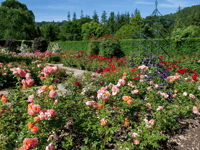 Festival of Roses at RHS Rosemoor