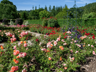 Festival of Roses at RHS Rosemoor
