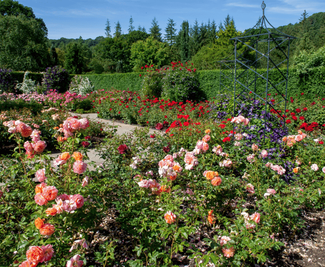 Festival of Roses at RHS Rosemoor