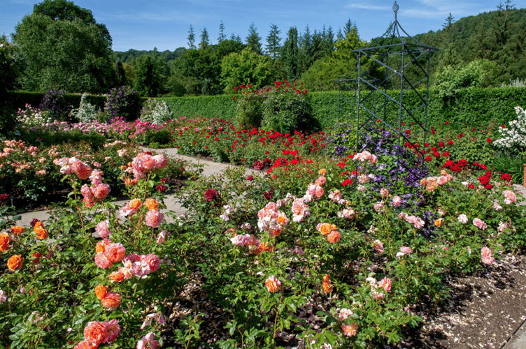 Roses at RHS Rosemoor