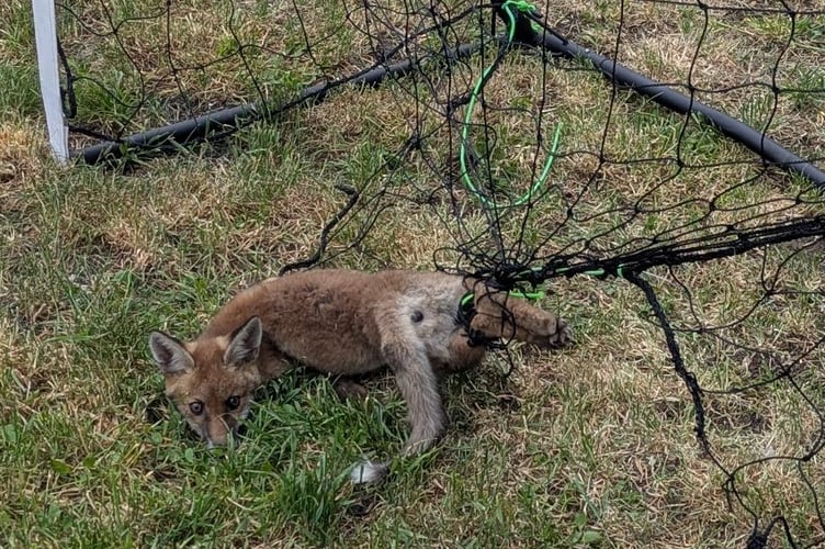 The charity even received reports of cats, dogs, parrots and exotic pet snakes affected by netting.