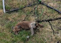 RSPCA's warning for footie fans