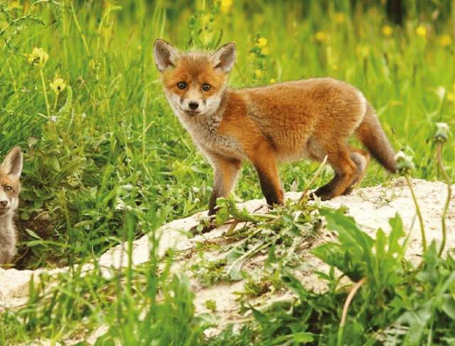 Devon one of the worst for fox mistreatment
