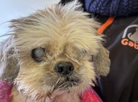 Shih Tzu saved from neglect