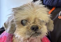 Rescued Grizelda gets happy ending