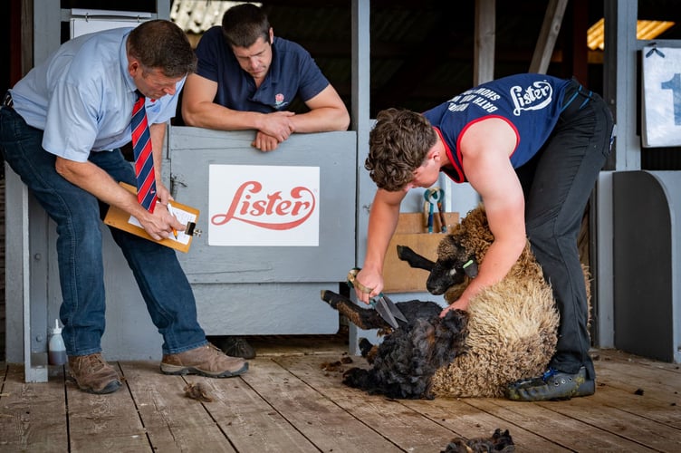 Thomas Mudge, 15, winning the Bath & West novice sheep shearing class.