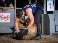 Sheep shearing grandson's cutting edge success