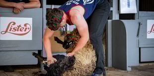 Sheep shearing grandson's cutting edge success