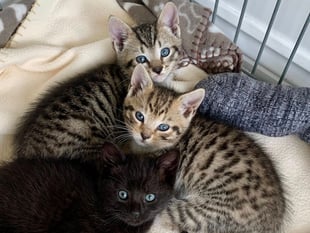 Volunteers urgently needed for Okehampton Cats Protection
