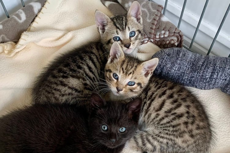 Kittens that have recently been brought into care at the local Cats Protection.