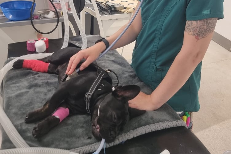 Valentino had his surgery on June 17.