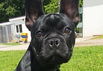 Help Valentino the puppy get vital surgery