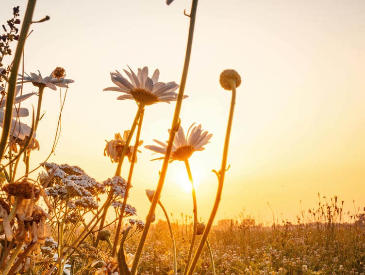 West Devon is basking in the sunshine. Picture: Guillaume Hankenne/Pexels.