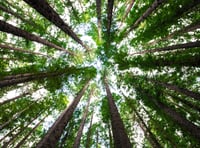 Broadwoodwidger project seeks cabin approval