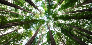 Broadwoodwidger project seeks cabin approval