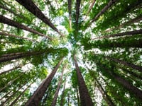 Broadwoodwidger project seeks cabin approval