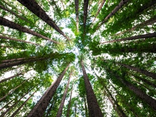 Broadwoodwidger project seeks cabin approval
