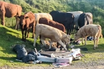 Fly-tipping is a hazard to livestock and wildlife, near Princetown, who often eat the unsuitable and sometimes poisonous contents.